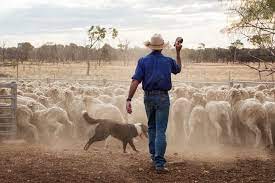 Farmer working sheep in dusty yards with a sheep dog